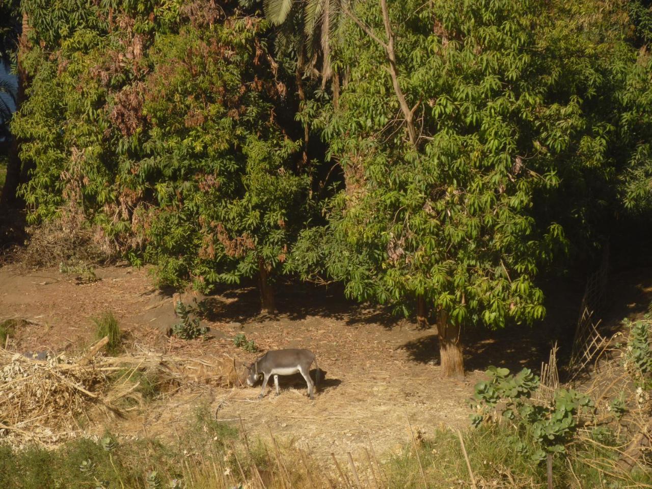 אסואן El Prince Guesthouse מראה חיצוני תמונה
